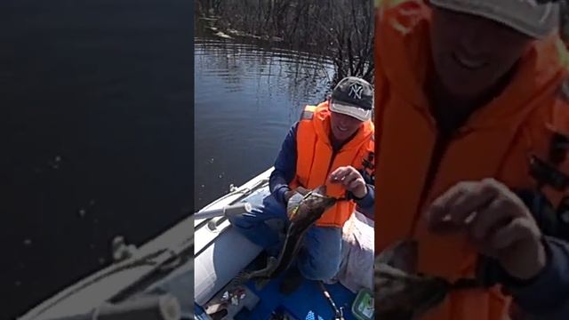 Трофейная рыбалка на Нижне-Бурейском водохранилище