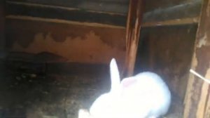 Купил больных кроликов фландр. Люголь средство от стоматита ( мокрая мордочка) у кроликов. 22.02.20