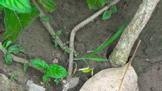 Ik or Flowering Plant a Gia | Pentas lanceolata | Pentas Flower | Permanent Plants for Pots смотреть онлайн