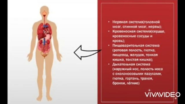 Окружающий мир, 3 класс. Тема "Организм человека" смотреть онлайн