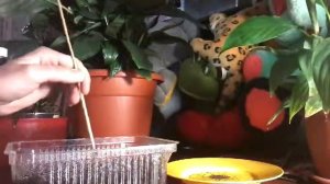 Посадили в сентябре петунию.