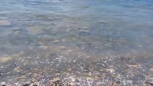 Анапа. Пляж в районе Ореховой рощи 20 мая 2017 г.