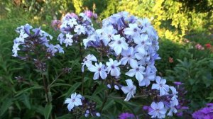 Флокс Флидеренциан - обзор, описание, цветение, отзыв