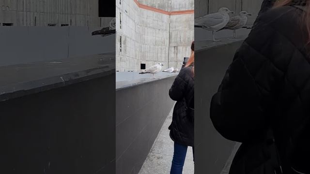 Пестрая морская чайка в городских джунглях. Общительная девушка))