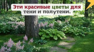 Эти красивые цветы  для тени и полутени.??