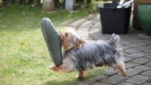 Йоркширский терьер. Немного о породе