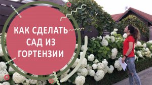 Как сделать сад из гортензии