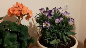 Эустома цветок как Черенковать и Сохранить Эустому на зиму???