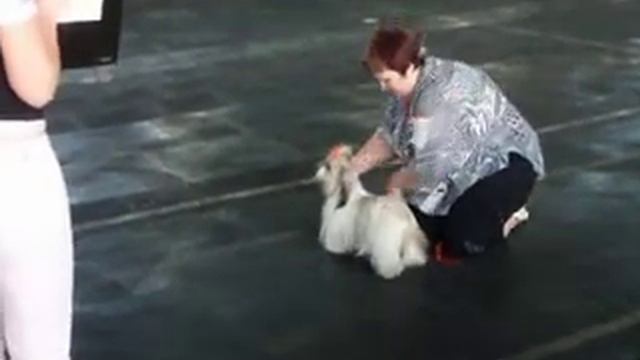 Ши-тцу выставка CAC Мариуполь 29.04.2012 смотреть онлайн