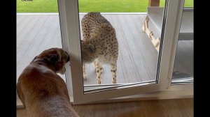 Месси сам вышел к Герде! Кто в доме хозяин?