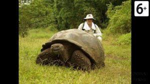Удивительные соседи. Галапагосская черепаха