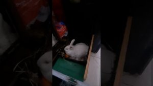 Крольчиха бросила крольчат замерзать, успели спасти, что теперь делать?