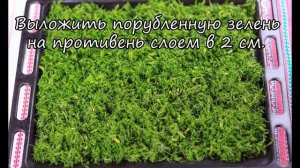 Сушим укроп в духовке! We dry fennel in an oven! ПП рецепты! Домашняя приправа. Как высушить зелень