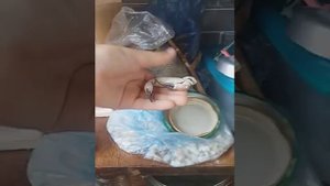 Что делать если ящерица отложила яйца?