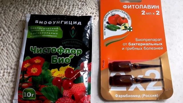 Чем обработать помидоры от фитофторы. Профилактика фитофтороза томатов