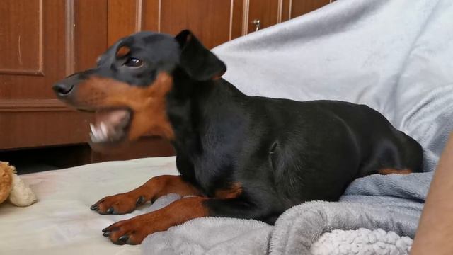 Цвергпинчер "собака жевака" смотреть онлайн