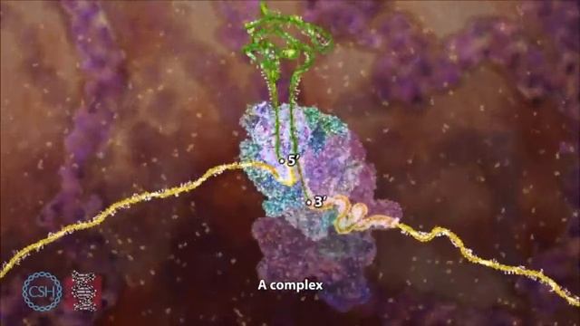 Синтез белка / Типы РНК / Репликация. смотреть онлайн