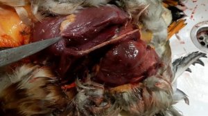 Саркоцистоз утки .