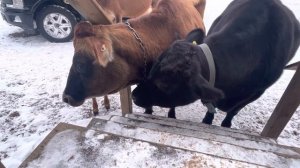 Говорящая Джерсейская корова Люся 👍