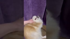 Пароксизмальная дискинезия у шпица (приступ) // paroxysmal dyskinesia in dog