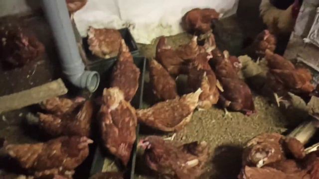 ЯЙЦЕНОСКОСТЬ ЗИМОЙ как ЛЕТОМ. Сухо и нет запаха в птичнике | ЛПХ Курочка