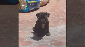 Loli Cosmica - Jay Ambe