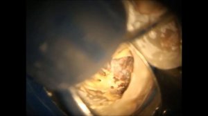 squirt  сквирт