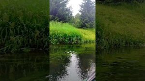 Сиверская, река Оредеж, сплав
