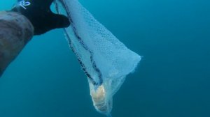 Подводная Охота, Приморский Край, Гребешок Дальневосточный.2024.