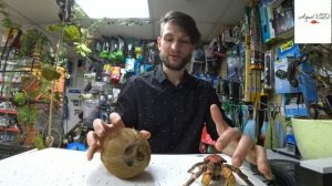 Алëка и Кокосовый краб "пальмовый вор" или гигантский сухопутный рак отшельник