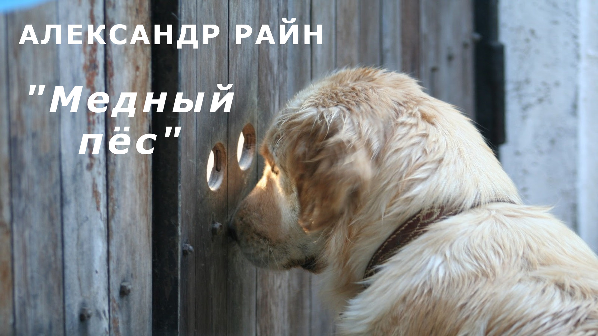 Просто смотрю красиво. Очень внимательная собака. Собака на заборе. Осторожно очень внимательная собака.