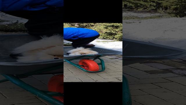 Дружба это не работа...#шпиц#боня#веселопроводимвремя