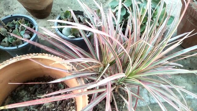 Dracaena colorama plant best indoor plant смотреть онлайн
