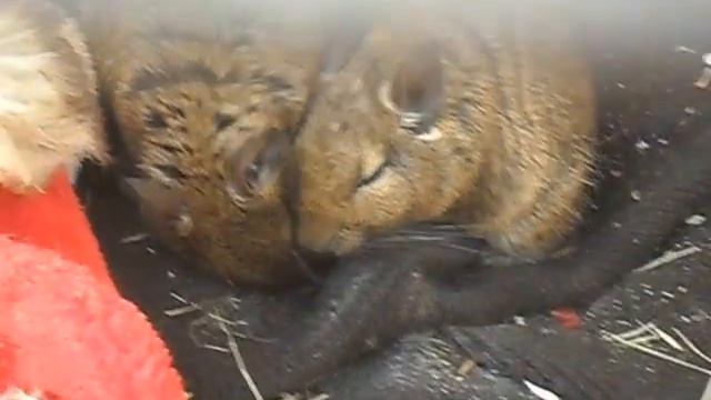 Дружная семья!!!!! смотреть онлайн