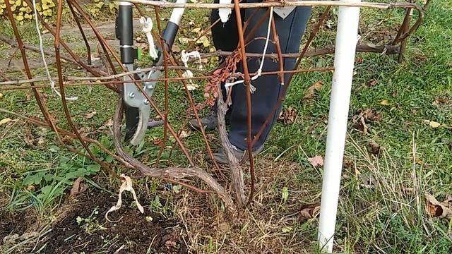 Виноград в Подмосковье. Обрезка осенью. смотреть онлайн