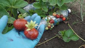 МАЛЬВИНА САМЫЙ ПОЗДНИЙ ИЗ ВСЕХ ПОЗДНИХ СОРТОВ КЛУБНИКИ