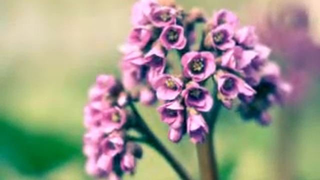 Цветы для вас смотреть онлайн