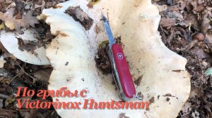 По грибы в окрестностях Геленджика с Victorinox Huntsman. Огромные грузди.