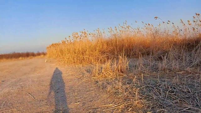 Спасибо, год в России! Карамелла ходит по воде! #переезд из Германии в Россию смотреть онлайн