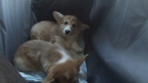 Поездка за щенком корги. Welsh corgi puppy trip.