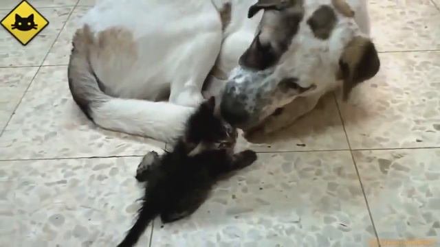 Коты и кошки дружат с собаками