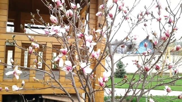 Магнолия Суланжа "Speciosa" смотреть онлайн