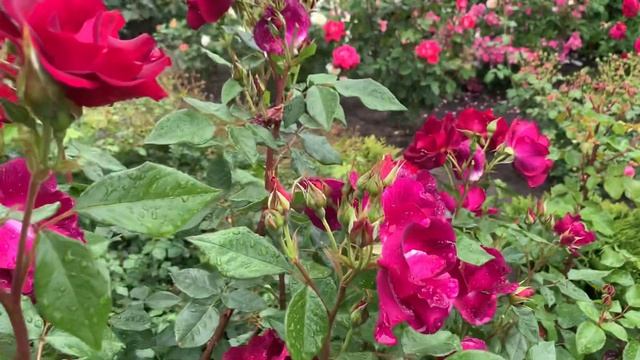 Роза Найт Оул (Night Owl) смотреть онлайн