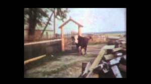 1985 год Дача Матвейка Сенокос