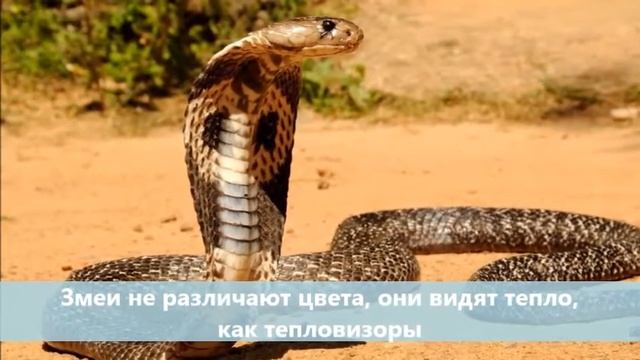 КАК ЖИВОТНЫЕ ВИДЯТ МИР смотреть онлайн