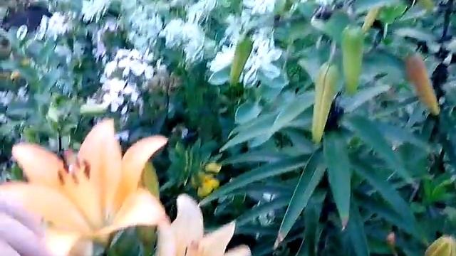 Цветущее видео! смотреть онлайн