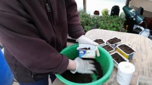 Вегетативка или Семена?Мои первые посевы Ампельной Петунии и Виолы.Мой выбор на рассадный сезон 202