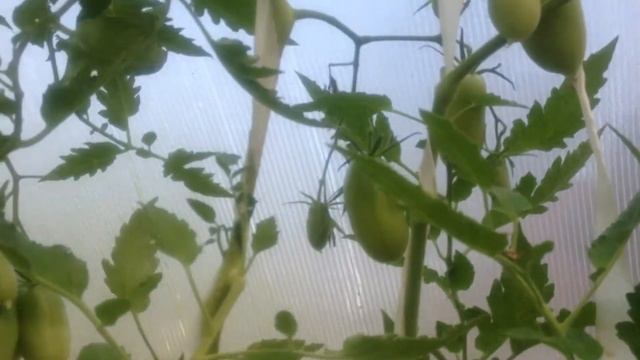 16 августа 2019 г. Обзор томата Алые свечи. смотреть онлайн