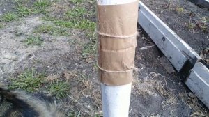 Ловчий пояс от вредителей.