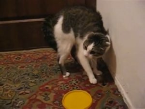 Уйди! Уйди! Говорящий кот